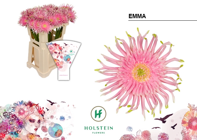 <h4>Gerbera Pasta Emma Water</h4>