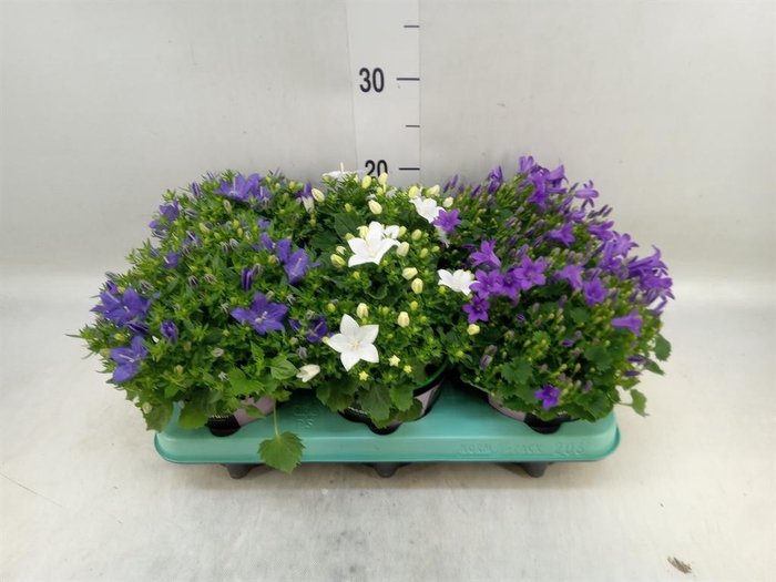 <h4>Campanula ...</h4>