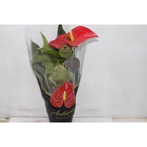ANTHURIUM MICHIGAN P17 PREMIUM