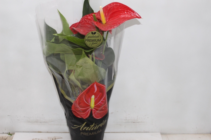 <h4>ANTHURIUM MICHIGAN P17 PREMIUM</h4>