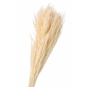Dried Bleached Cortaderia Sacuara