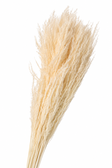<h4>Dried Bleached Cortaderia Sacuara</h4>