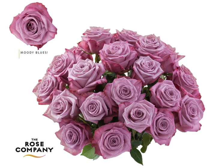 <h4>Rosa Ec Moody Blues!</h4>