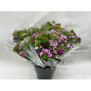 Mono Duizendschoon Italie ass x10