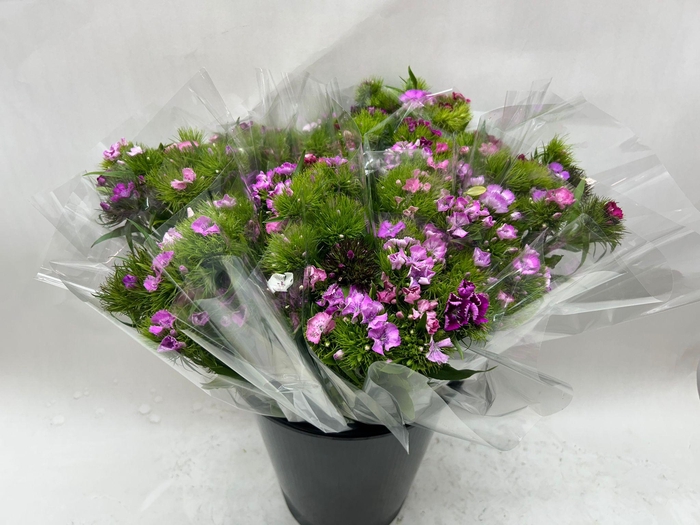 <h4>Mono Duizendschoon Italie ass x10</h4>