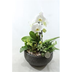 Ph021 Evi Black
