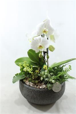 <h4>Ph021 Evi Black</h4>