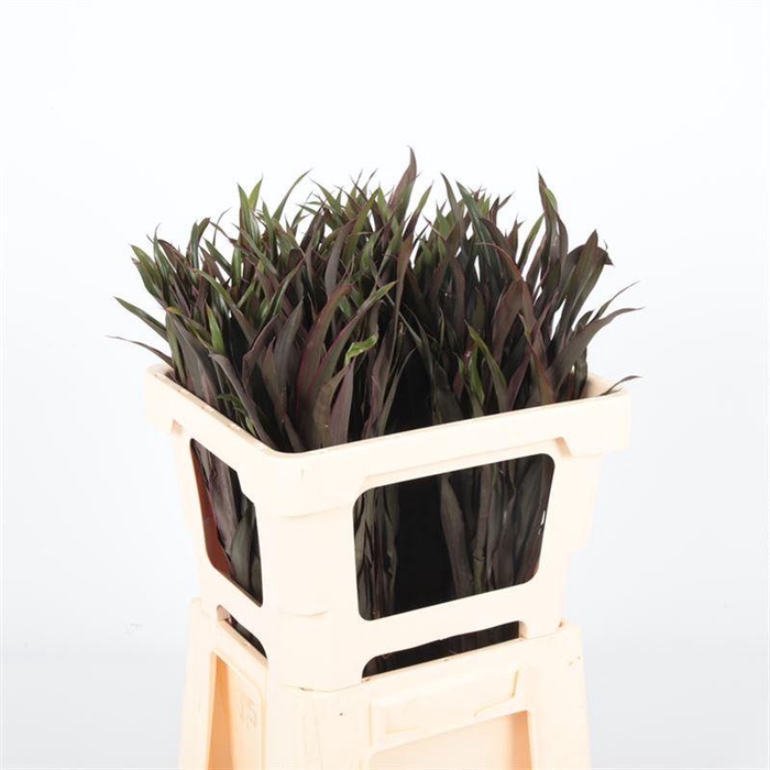 <h4>Cord. Chicken Tail Tops</h4>