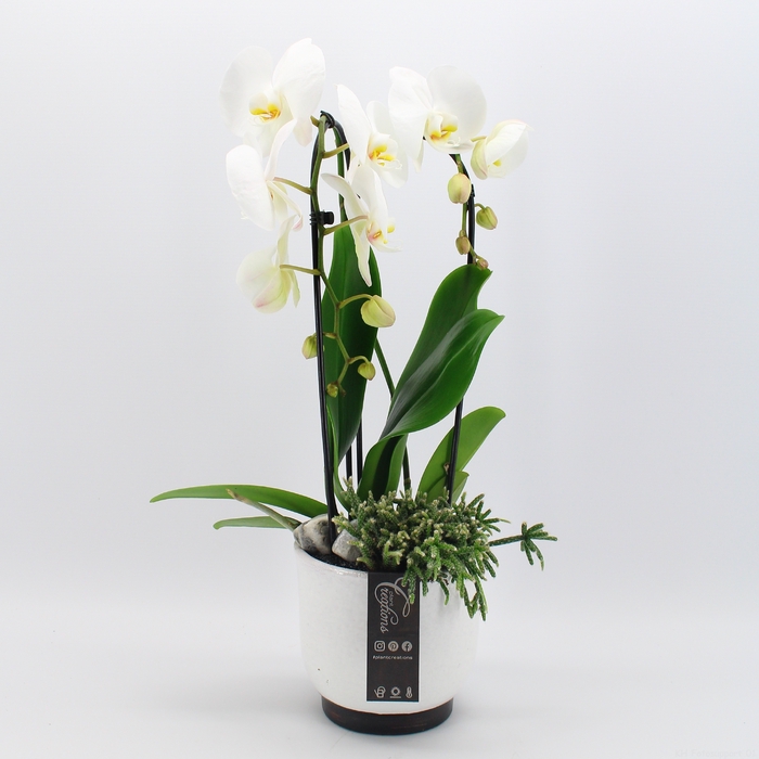 <h4>PHAL-2403 Phalaenopsis creatie</h4>