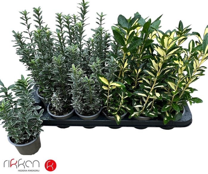 <h4>EUONYMUS JAP GEM</h4>