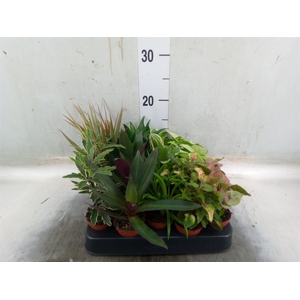 Planten  ..mix