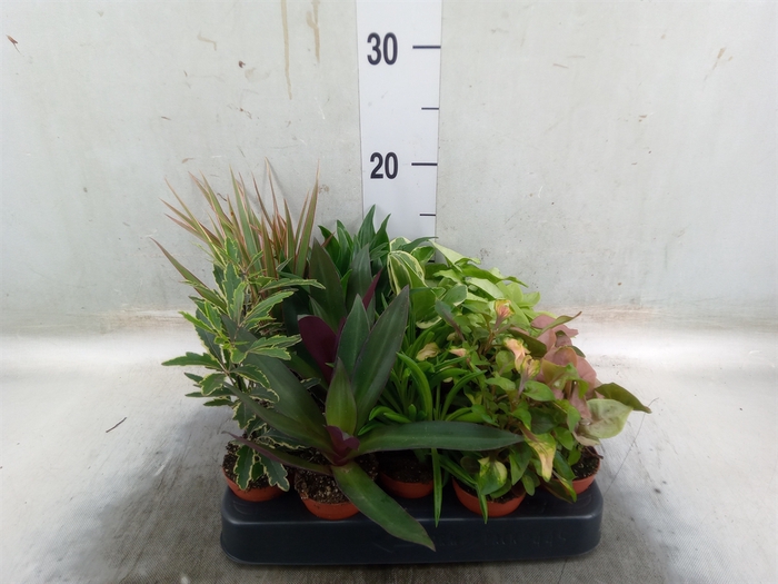 <h4>Planten  ..mix</h4>