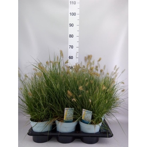 Pennisetum alopec. 'Little Honey'