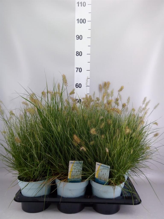 <h4>Pennisetum alopec. 'Little Honey'</h4>