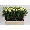 Paeonia Duchesse De Nemours