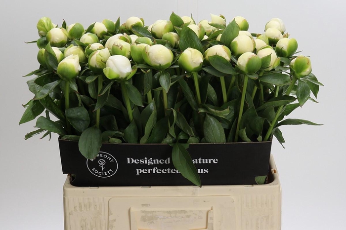 <h4>Paeonia Duchesse De Nemours</h4>