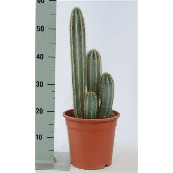 <h4>Pilosocereus odilensis 21 cm</h4>