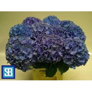Hydrangea royal palace