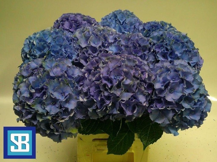 <h4>Hydrangea royal palace</h4>