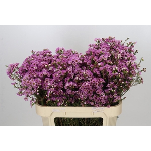 Chamelaucium Adi