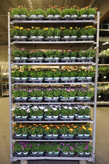 <h4>arr8 Osteo Mixk 1 Kleur Per Tray</h4>