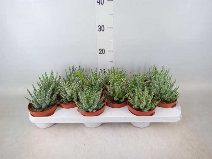 <h4>Aloe humilis</h4>