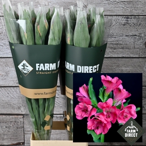ALSTRO DARK PINK SECRET 70GR