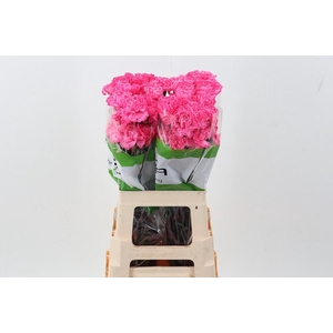 Di St Tinted Hot Pink