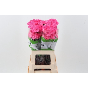 Di St Tinted HotPink