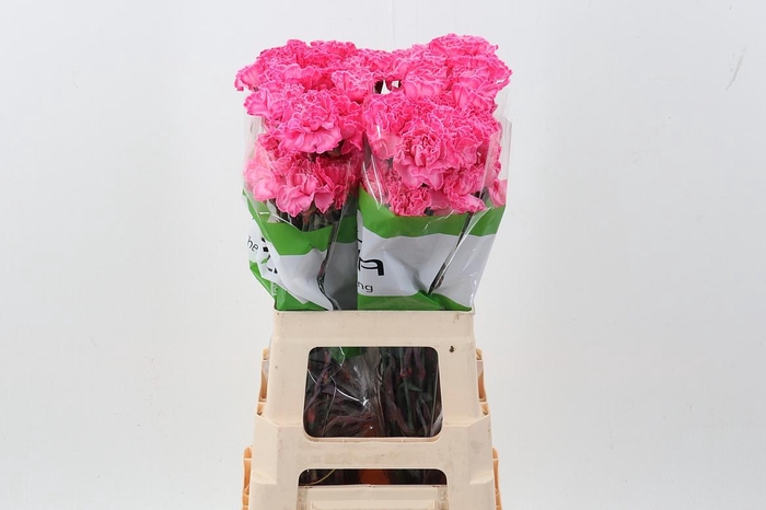 <h4>Di St Tinted HotPink</h4>