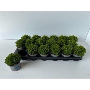 Hebe Emerald