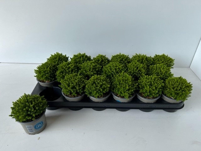 <h4>Hebe Emerald</h4>