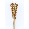 Dried Typha Natural 10pc Bunch