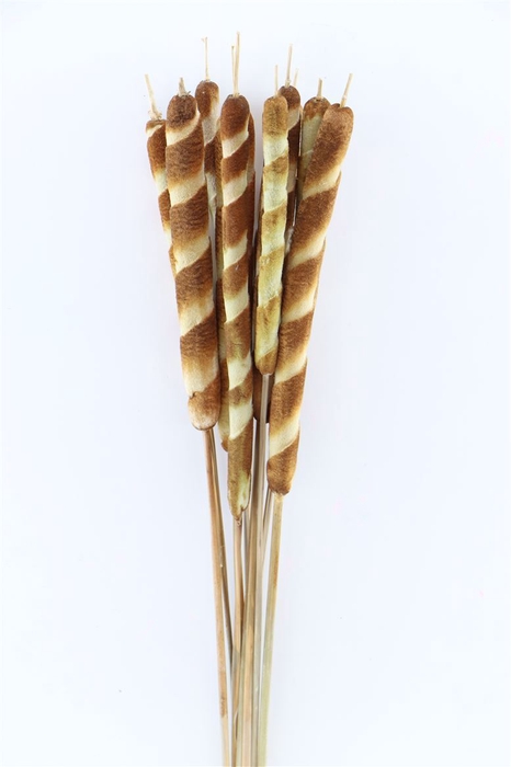 Dried Typha Natural 10pc Bunch