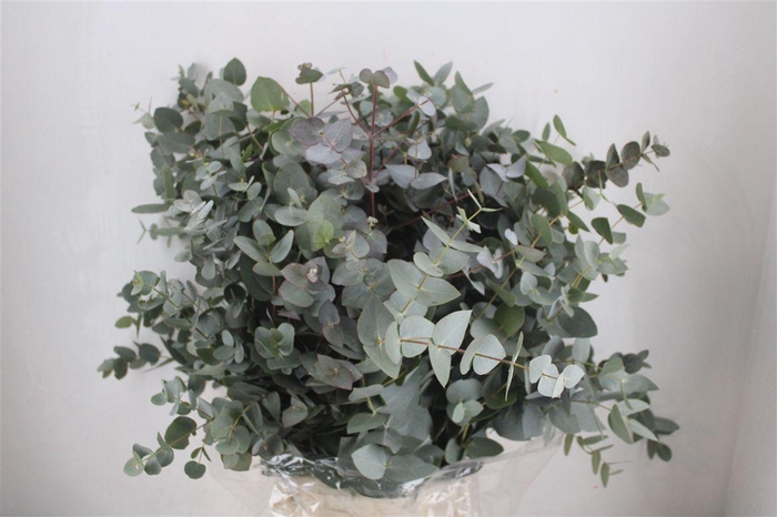 <h4>Euca Cinerea 300gr P Bunch</h4>