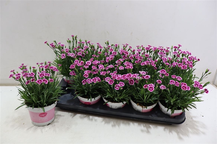 <h4>arr8 Dian Di Pink Kisses</h4>