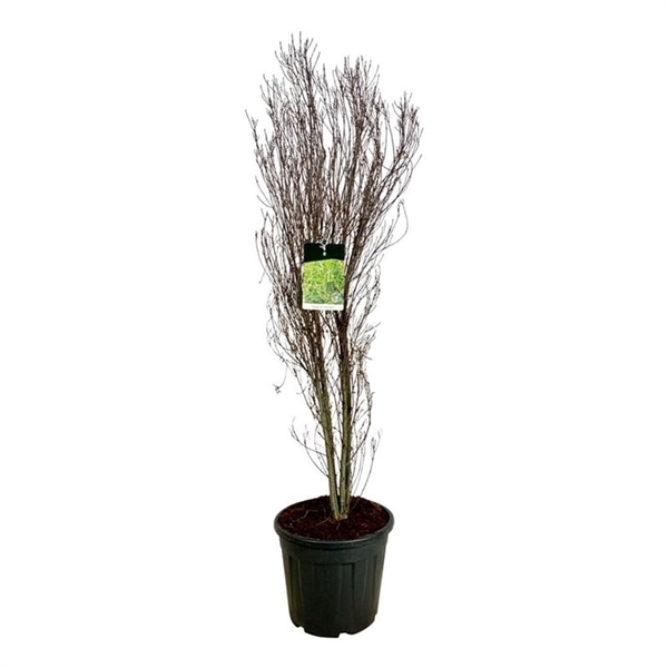 <h4>Frangula alnus Fine Line ®</h4>