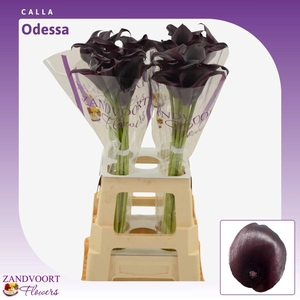 Calla Odessa