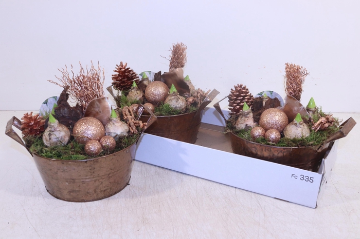 <h4>ARR HYACINTH</h4>