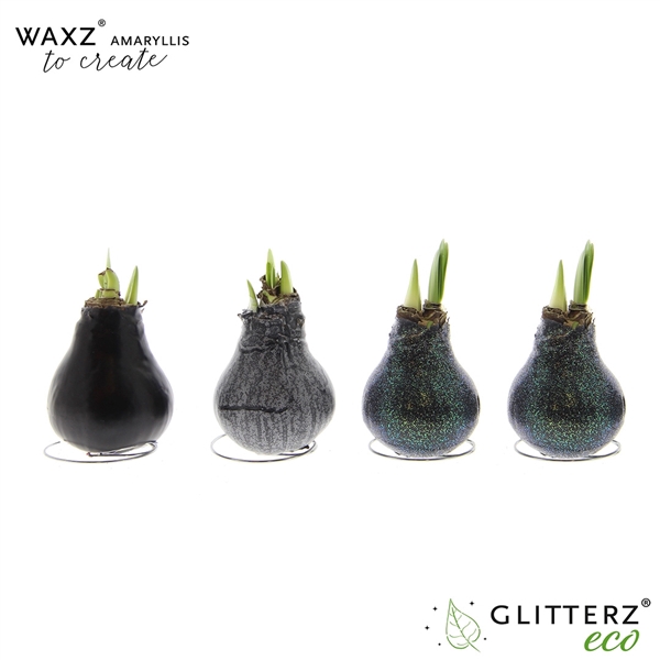 <h4>Amaryllis Waxz® to Create Black</h4>