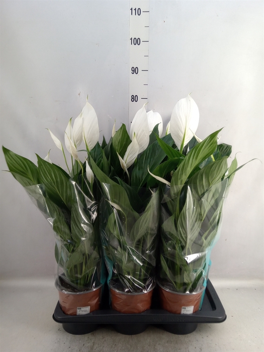 <h4>Spathiphyllum  'Bingo Cupido'</h4>