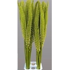 EREMURUS ALASKA