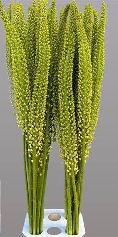 EREMURUS ALASKA