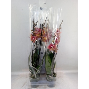 Phalaenopsis  'Ant Toulon'