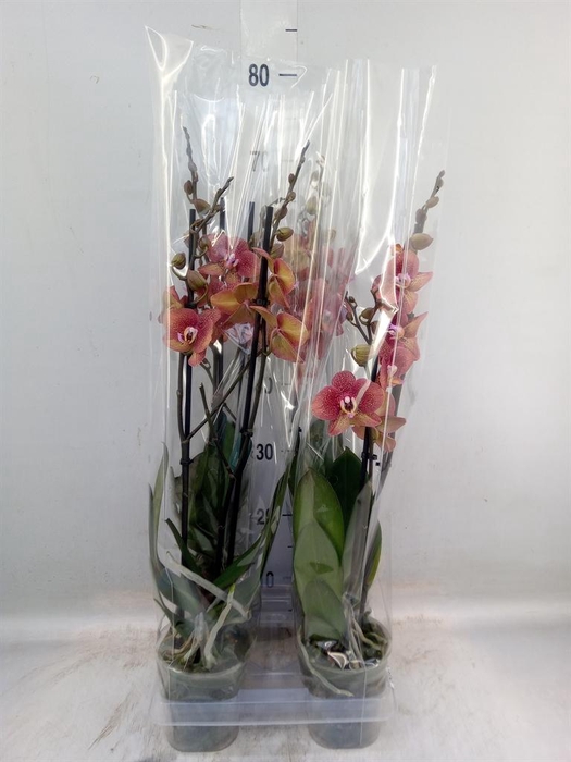 <h4>Phalaenopsis  'Ant Toulon'</h4>