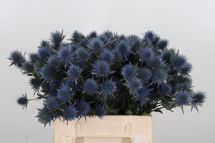 <h4>Eryn Magnetar Qstar</h4>