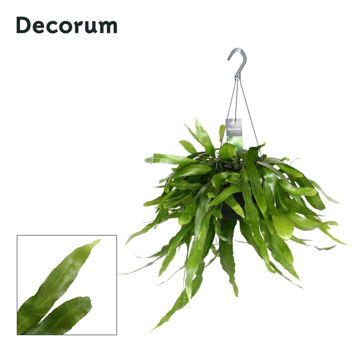 <h4>Epiphyllum pumilum</h4>