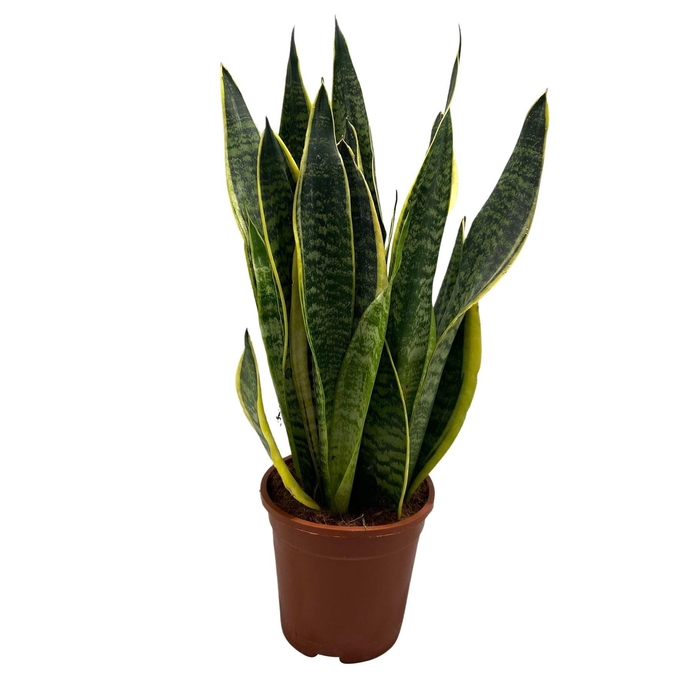 <h4>Sansevieria Futura Superba</h4>