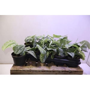 arr8 Scind Pict Trebie