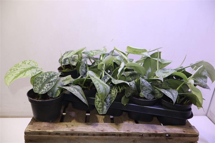 <h4>Scind Pict Trebie</h4>